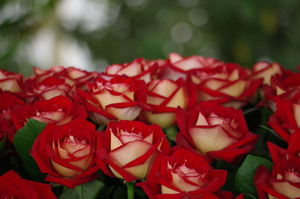 Bouquet roses blanches avec liseret rouge