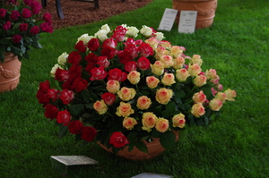 Bouquet multiples roses