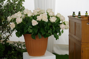 Bouquet roses blanches