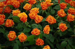 Bouquet roses oranges