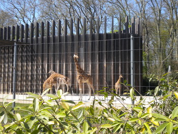 Giraffes, zoo du parc de la tête d'or