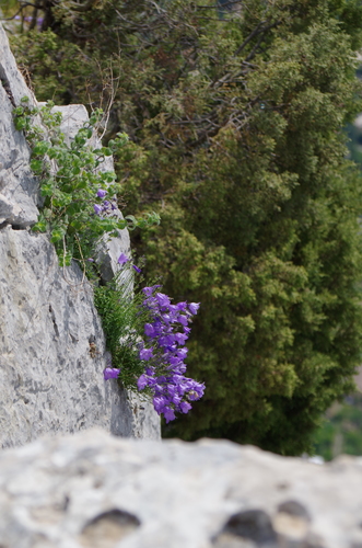 Fleurs violettes sur la paroi rocheuse