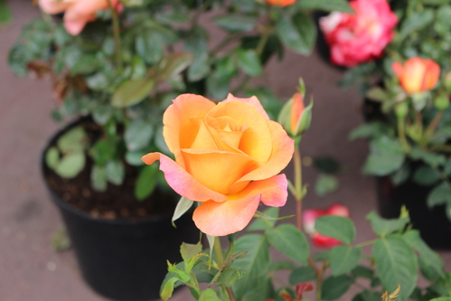 Rose jaune orangée