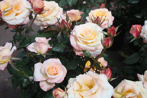 Roses blanche rosée