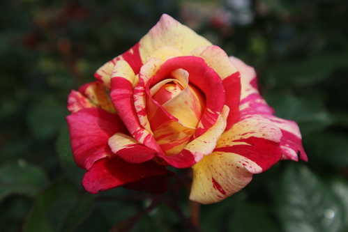 Rose jaune et rose