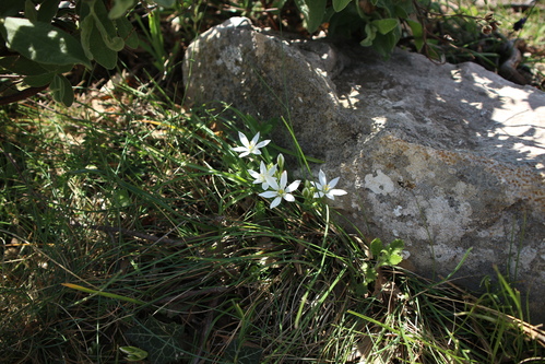 Fleur blanche