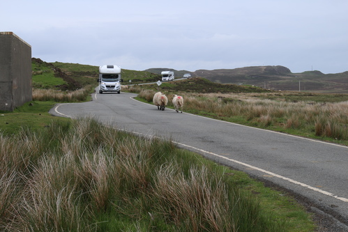 Des moutons sur la route