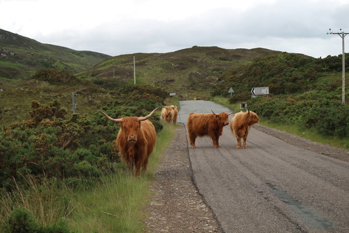 Des vaches des Highlands