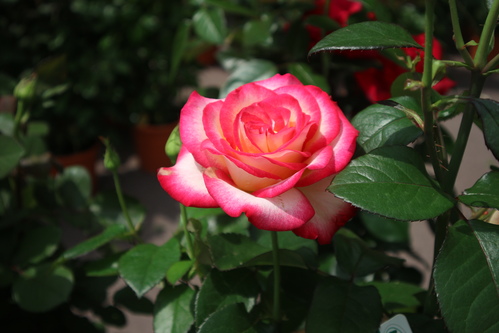 Rose rose et blanche