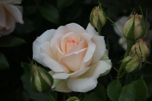 Rose blanche saumonée