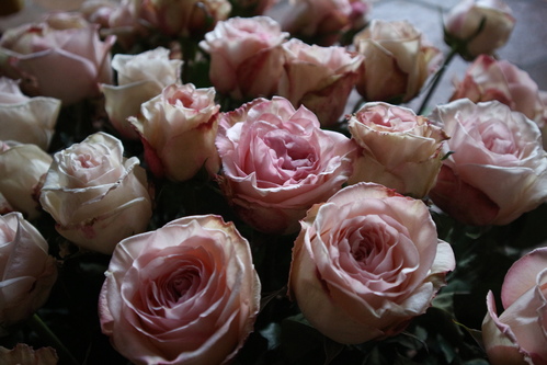 Roses blanches et roses