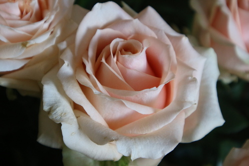 Rose blanche, coeur saumon