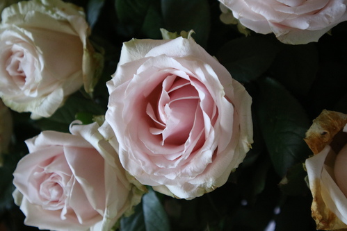 Rose blanche, coeur rose
