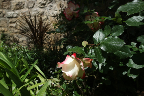 Rose blanche, col rouge