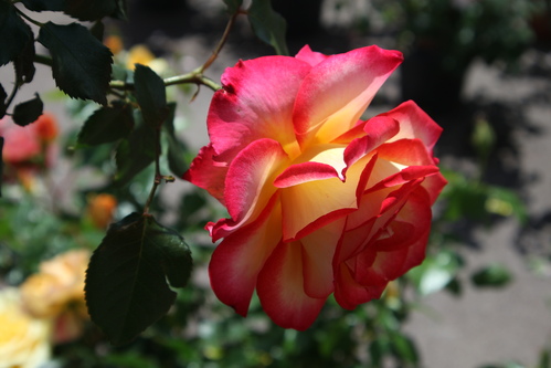 Rose blanche, liseret rose