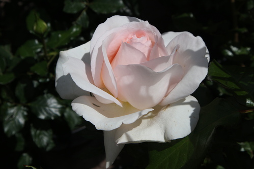 Rose blanche, coeur rosé