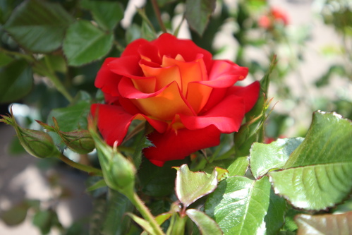 Rose jaune, liseret rouge
