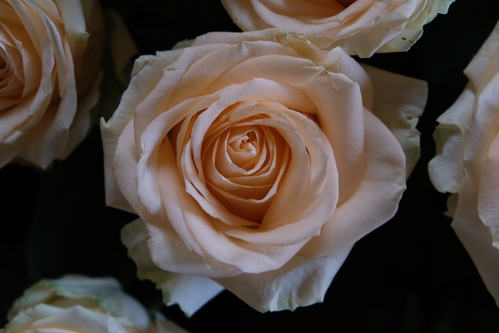 Roses blanches teinte orangée