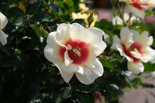 Roses blanche cœur rose