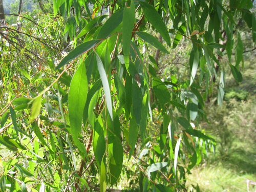 Feuilles d'eucalyptus radié