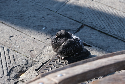 Pigeon